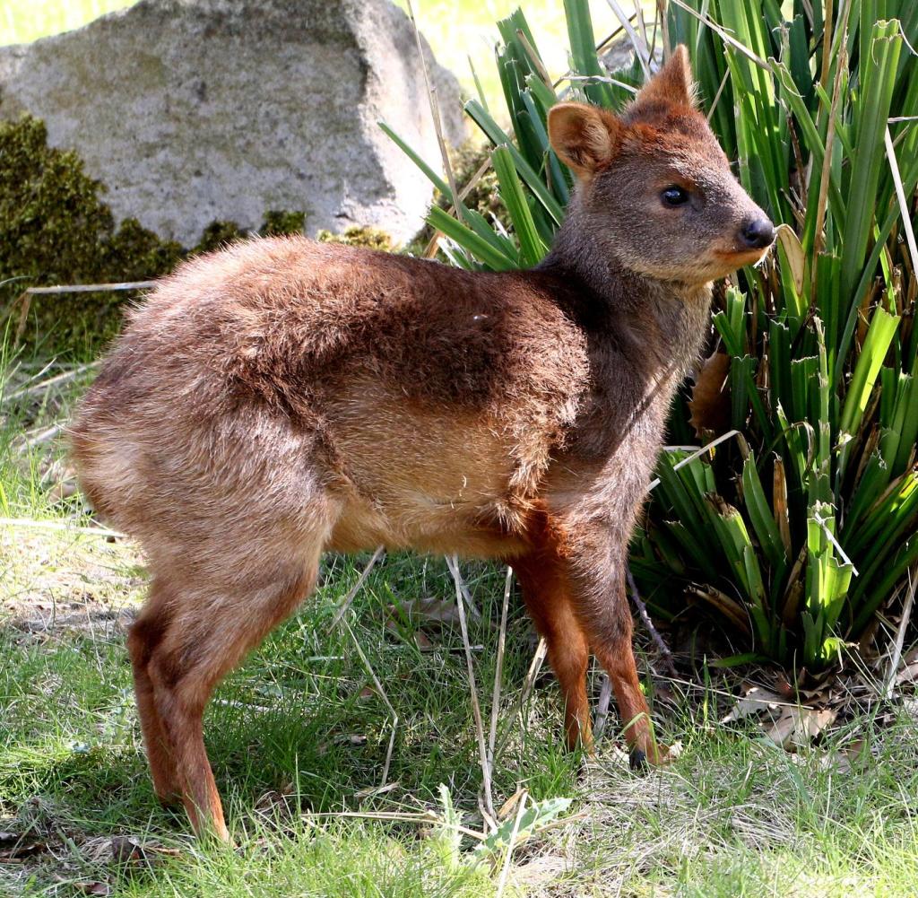 Chile: The Southern Pudu roams the mountain slopes of the southern Andes for food