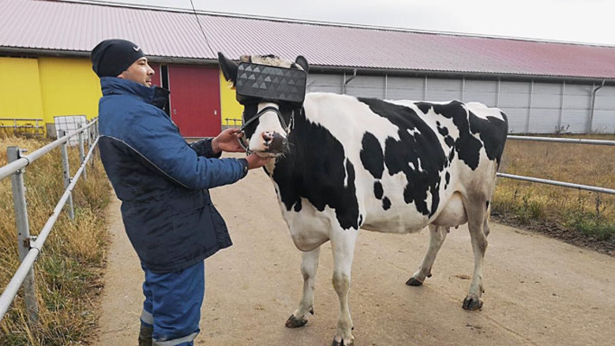 Cows in Russia to be tricked with VR glasses