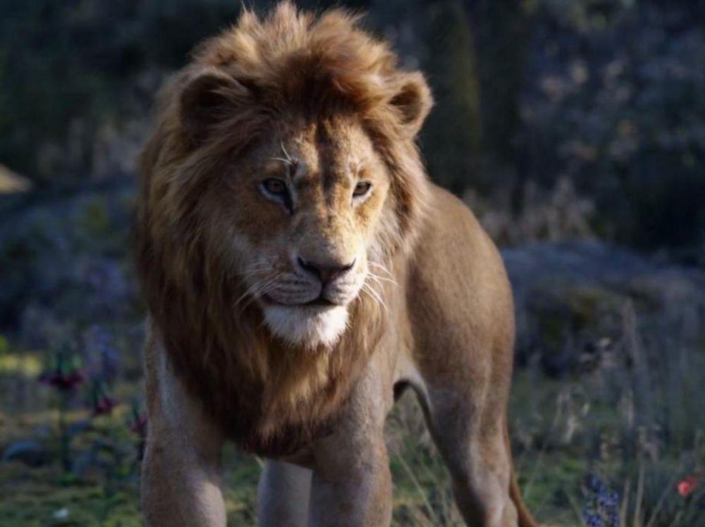 Image extraite du Roi Lion (2019)