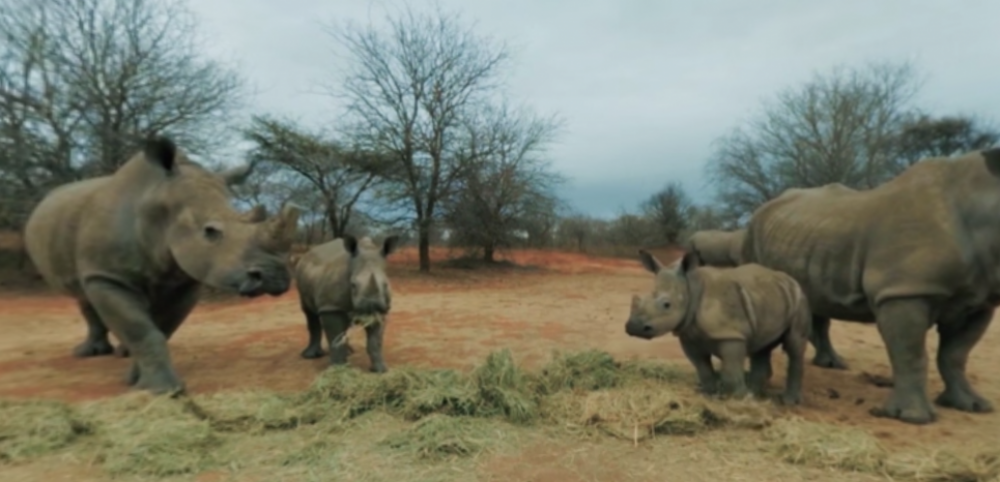 360°VIDEO. 2 minutes in the heart of a herd of rhinos